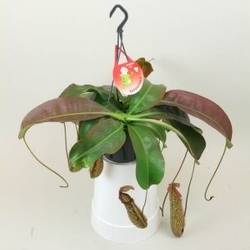 Nepenthes Miranda T15 H060