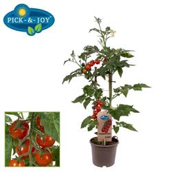Bio Tomaten Candytom rot T14 H045