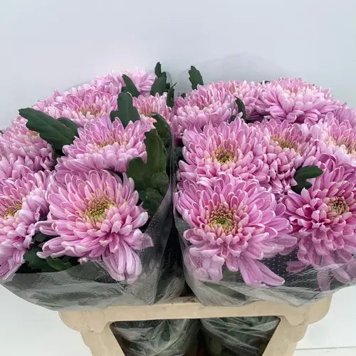 Chrys.Deko rosa Rossano 80Gramm 80cm DE