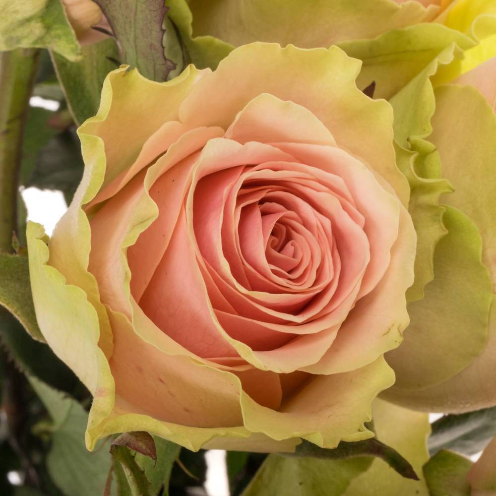 Rose creme/rosa Frutetto 40cm