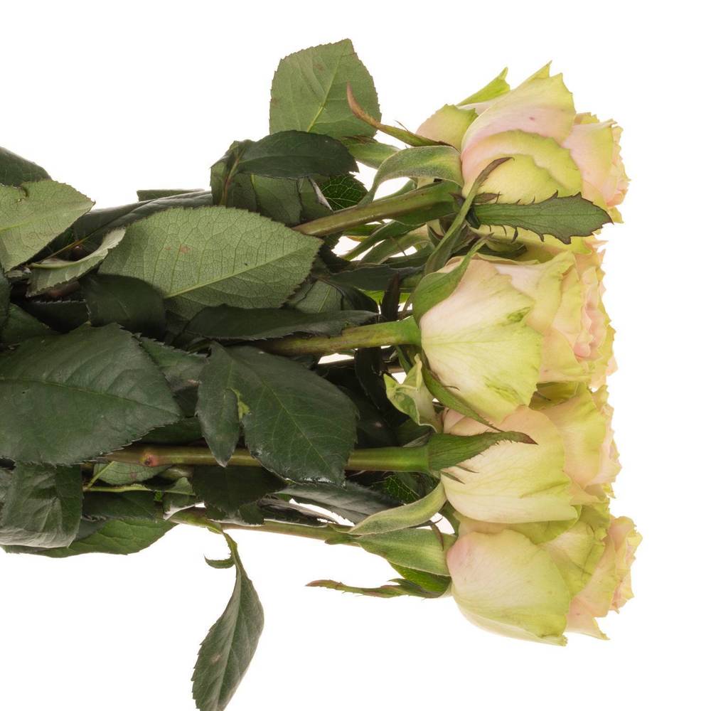 Rose creme/rosa Frutetto 40cm