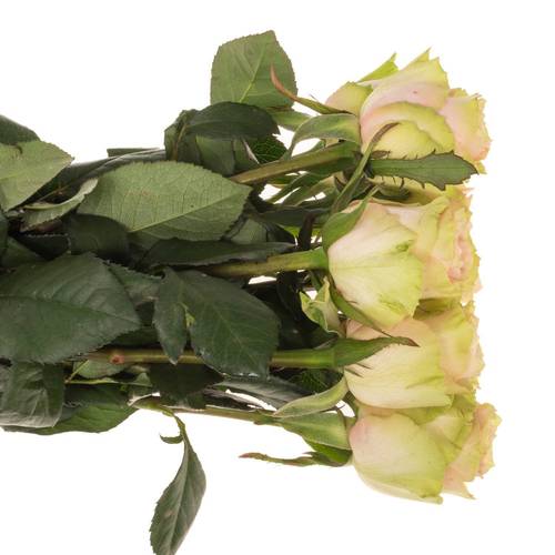 Rose creme/rosa Frutetto 40cm