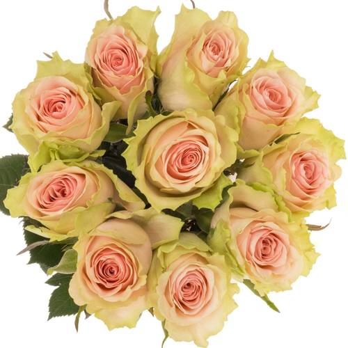 Rose creme/rosa Frutetto 40cm