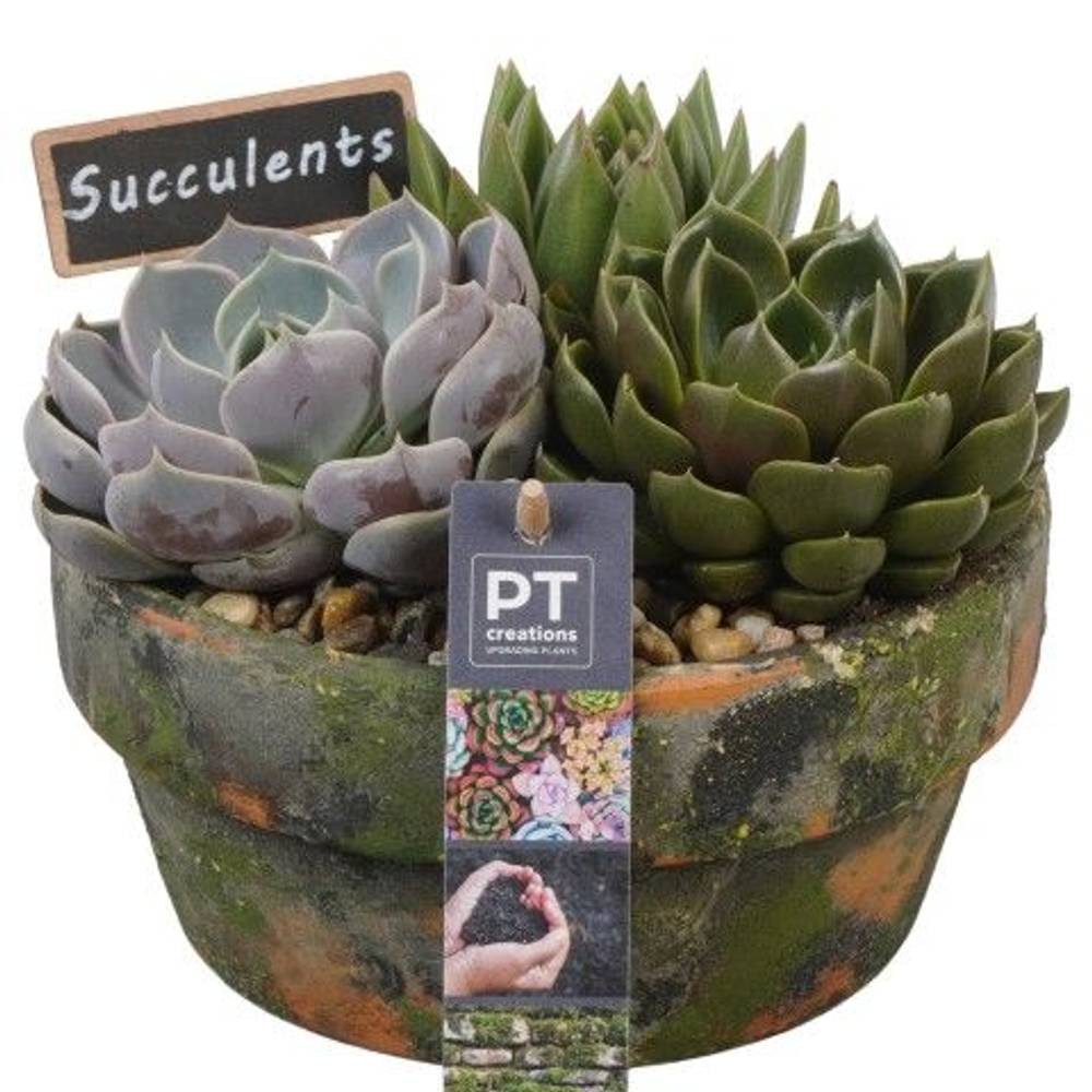 Succ.Arr PTSU8432 T18 H017