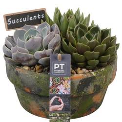Succ.Arr PTSU8432 T18 H017