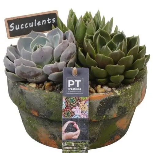 Succ.Arr PTSU8432 T18 H017