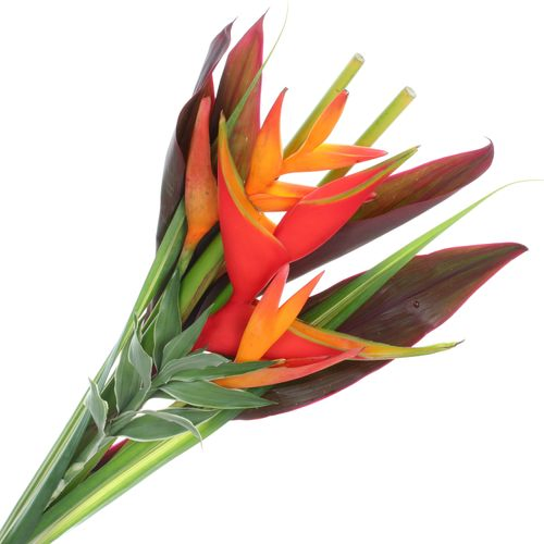 Heliconia Strauß Wara 65cm