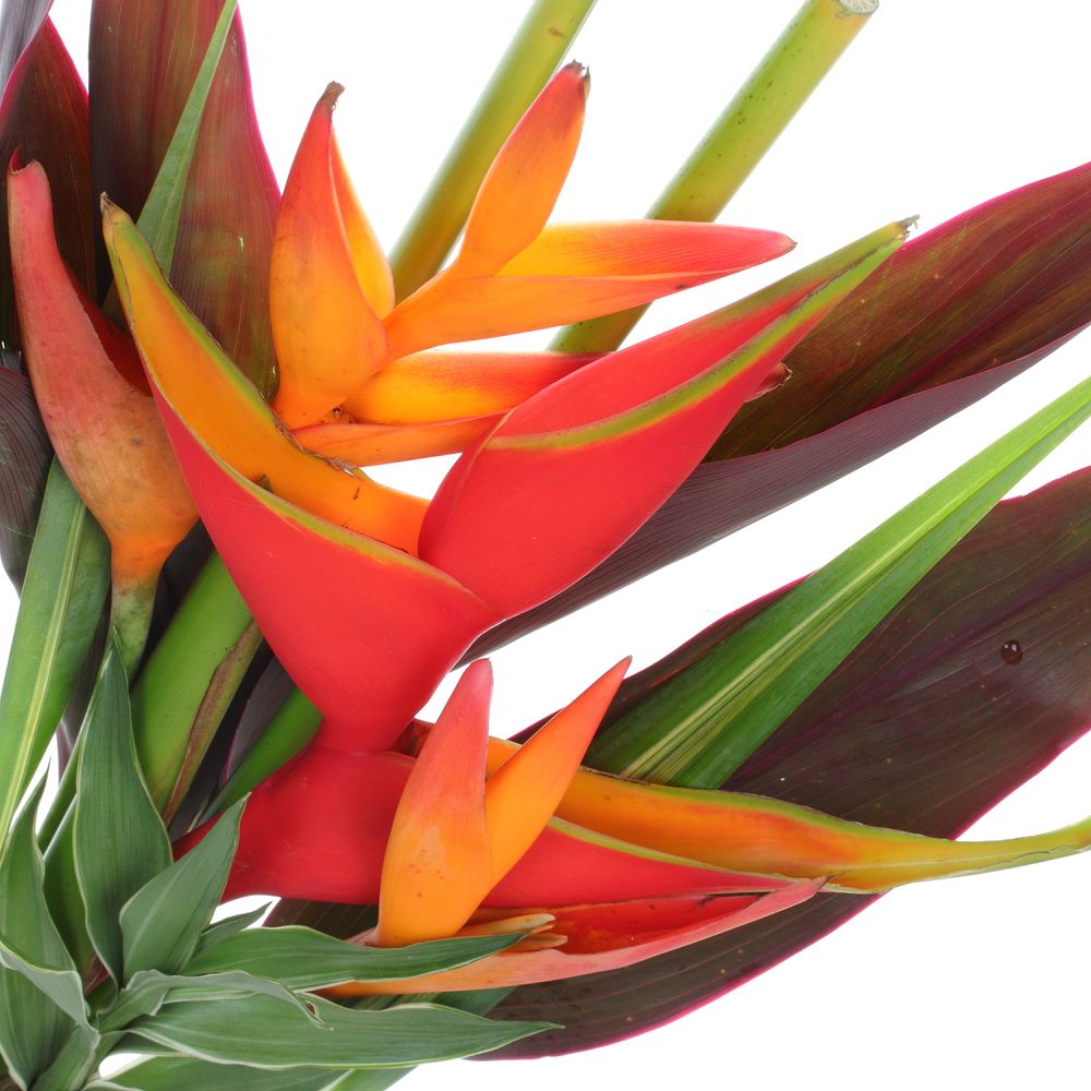 Heliconia Strauß Wara 65cm