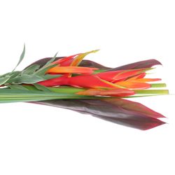 Heliconia Strauß Wara 65cm