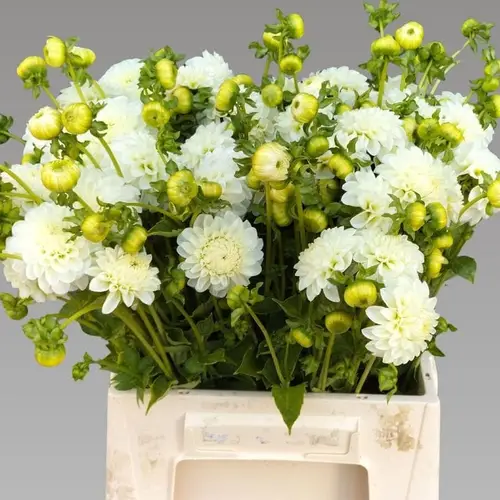 Dahlia weiss Pompon White Aster 50cm