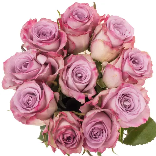 Rose lila Thriller Muttertag 40cm