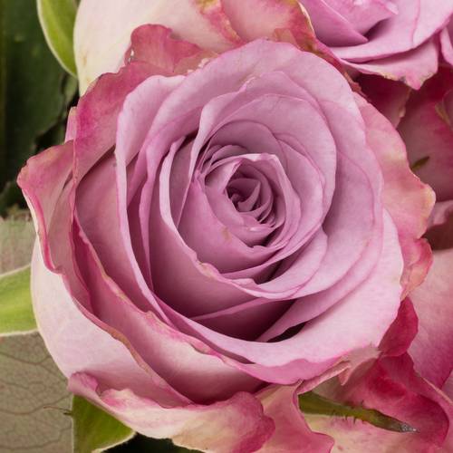 Rose lila Thriller Muttertag 40cm