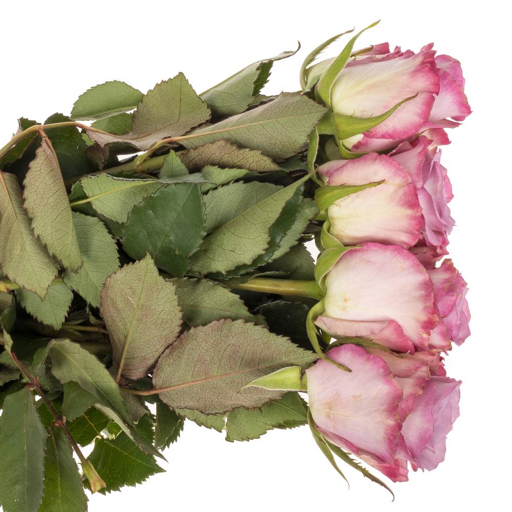 Rose lila Thriller Muttertag 40cm
