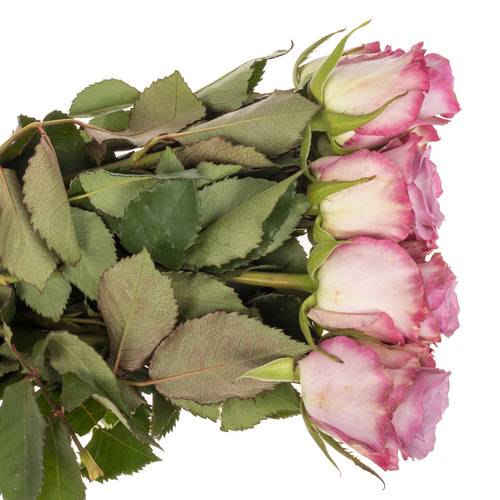 Rose lila Thriller Muttertag 40cm