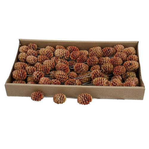 Trocken Leuc.Sabulosum/Draht natur x80