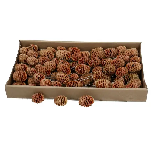 Trocken Leuc.Sabulosum/Draht natur x80
