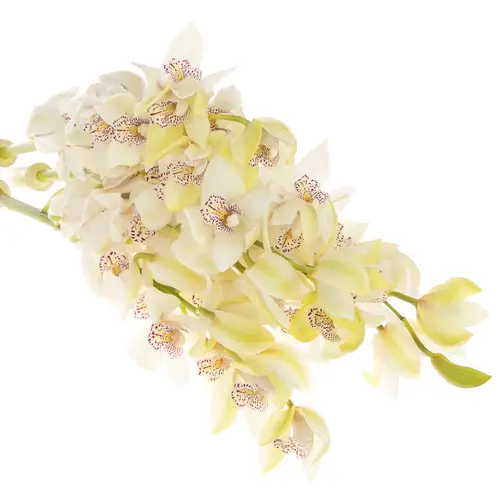 Mini Cymbidium creme Iris 50cm 10+Blüte