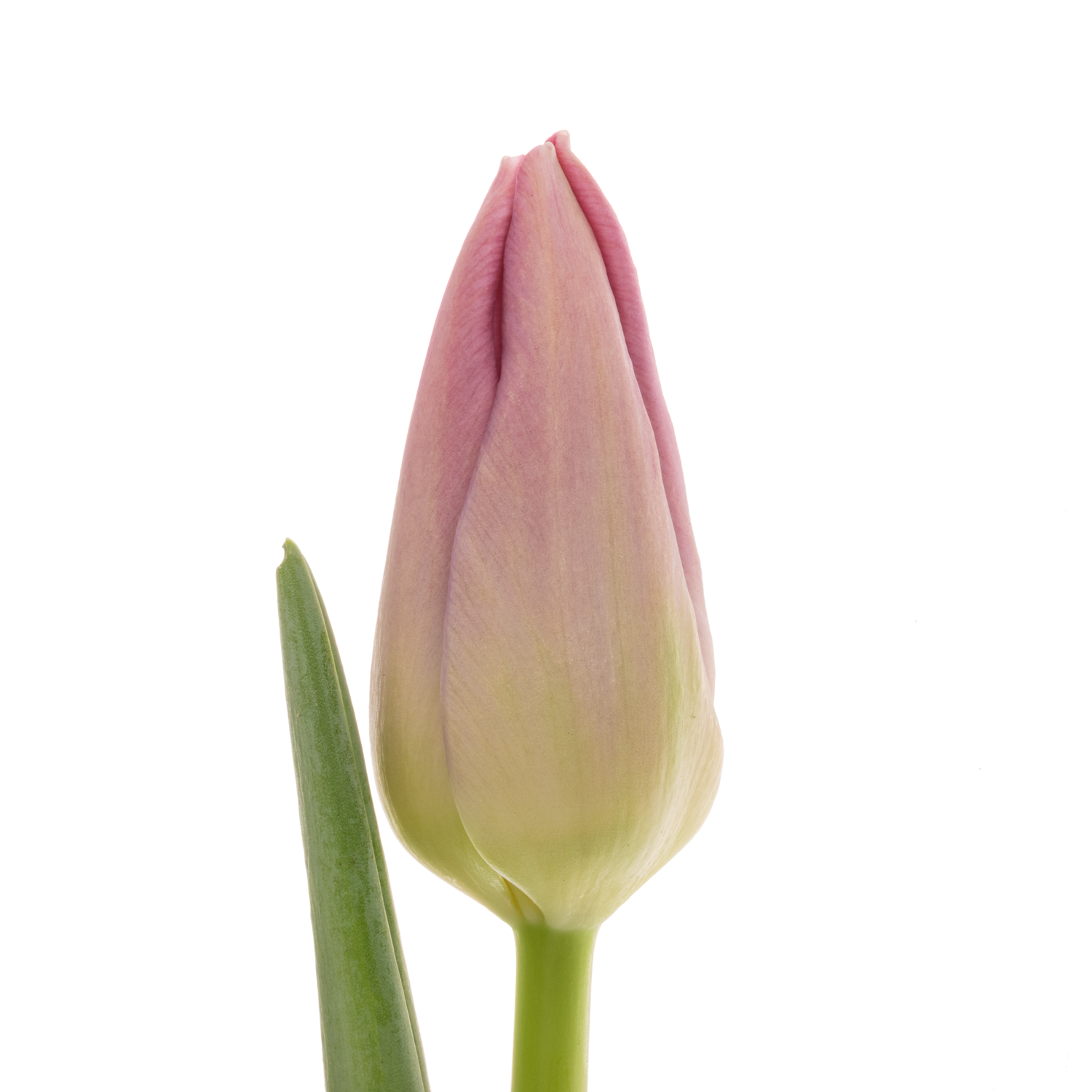 Franz.rosa Pride 58 Gramm 46cm