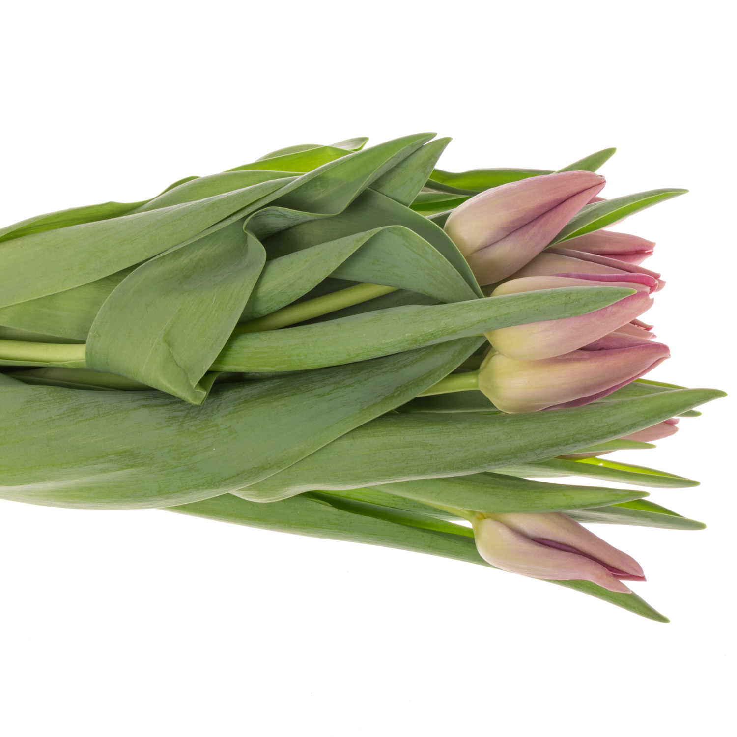 Franz.rosa Pride 58 Gramm 46cm