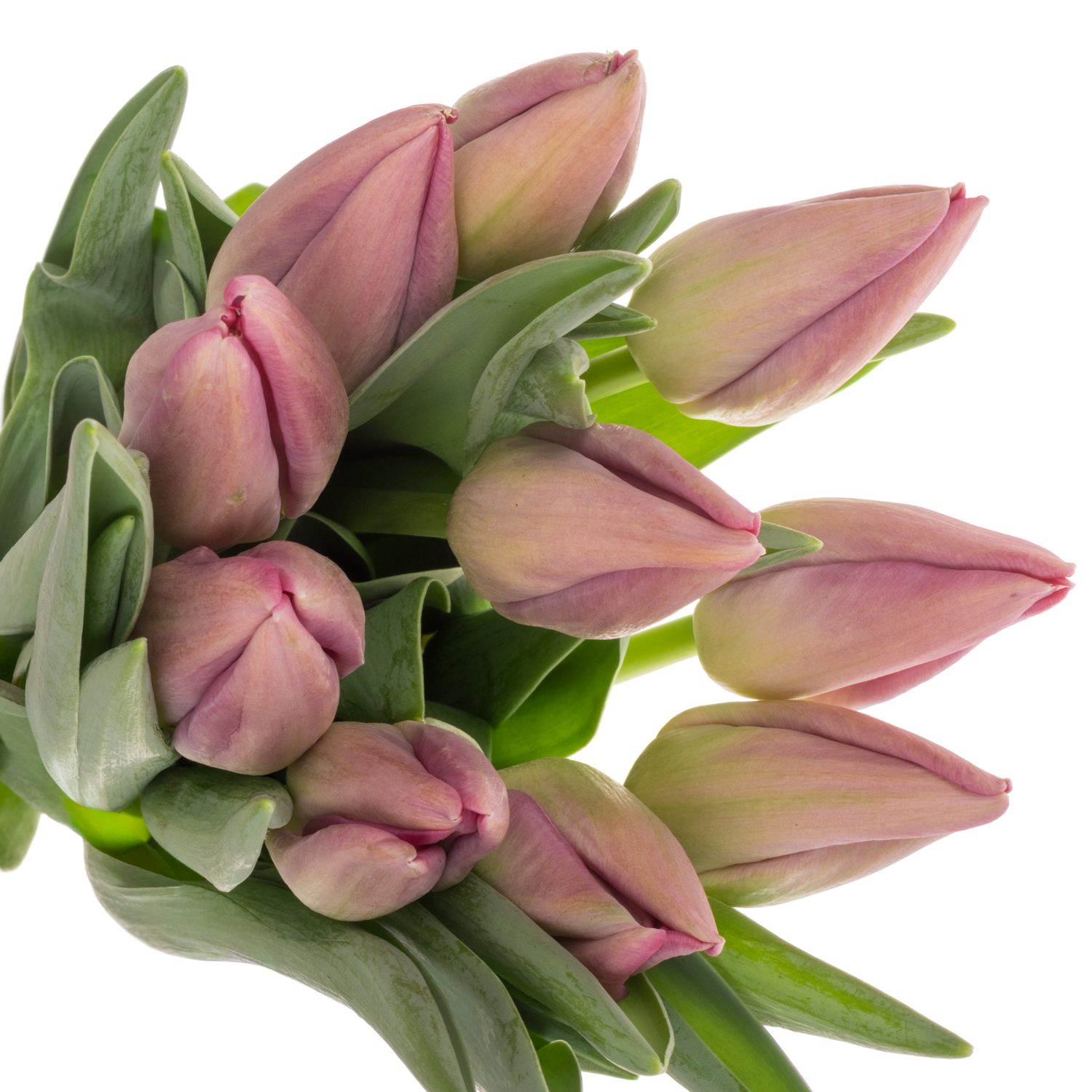 Franz.rosa Pride 58 Gramm 46cm