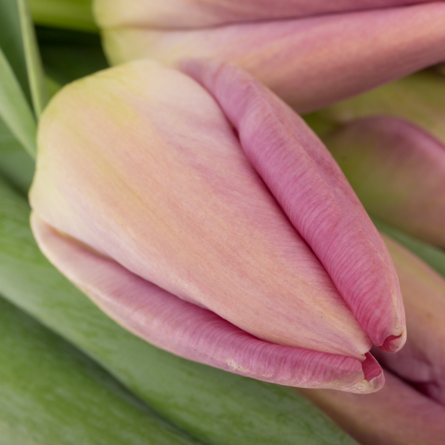 Franz.rosa Pride 58 Gramm 46cm