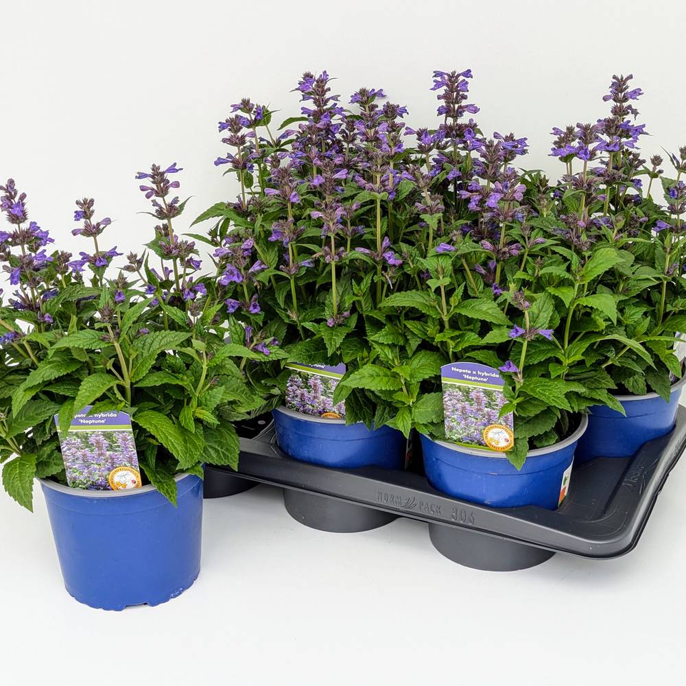 Nepeta Neptune T17 H040