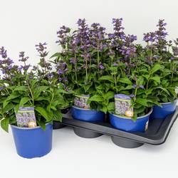 Nepeta Neptune T17 H040