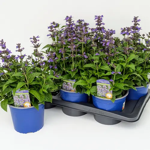 Nepeta Neptune T17 H040