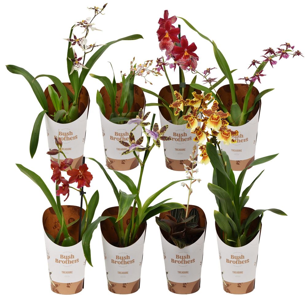 Orchid.1-R mix T09 H25