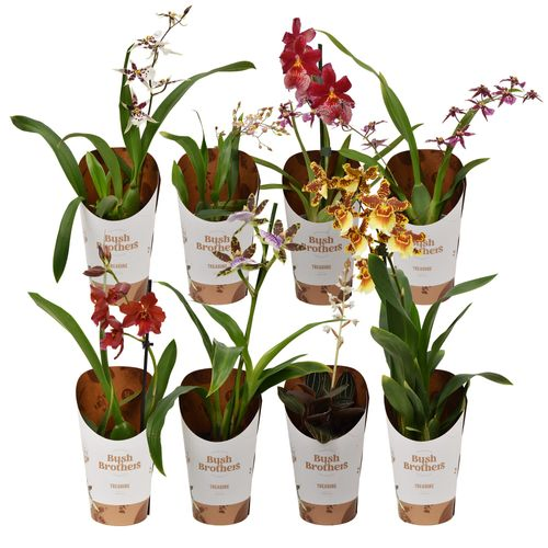 Orchid.1-R mix T09 H25
