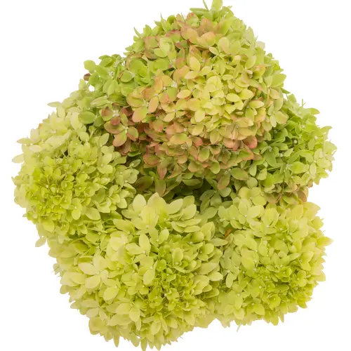 Hortensie hell/grün Limelight Bol 17cm 60cm