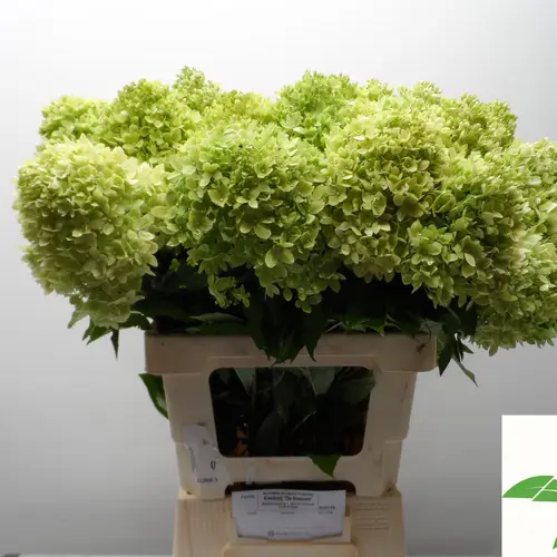 Hortensie hell/grün Limelight Bol 15cm 65cm
