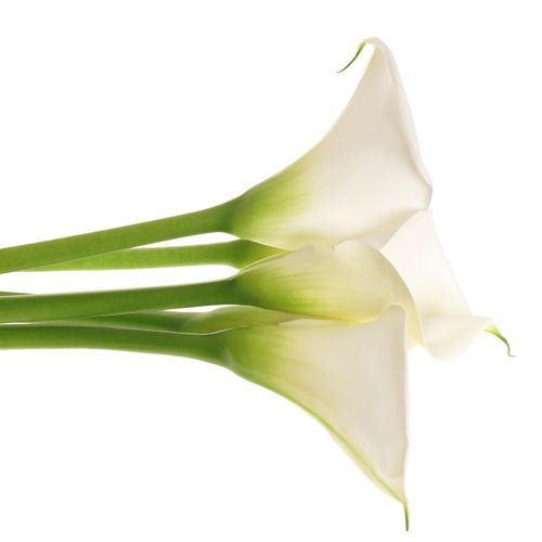 Calla weiss Avalanche Gross Blutig 80cm (Calla ) | Heyl ...