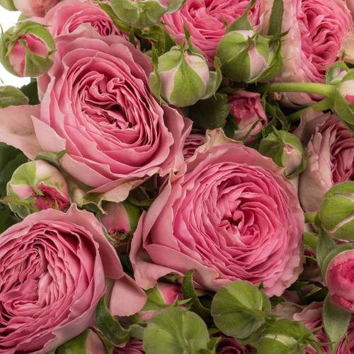 Rose verzweigt rosa Paradox 5+Blüte 70cm