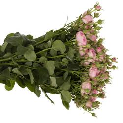 Rose verzweigt rosa Paradox 5+Blüte 70cm