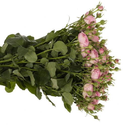 Rose verzweigt rosa Paradox 5+Blüte 70cm