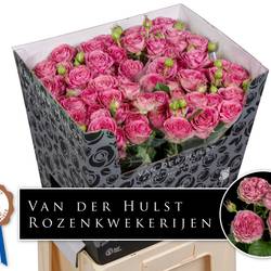 Rose verzweigt rosa Paradox! 5+ 70cm