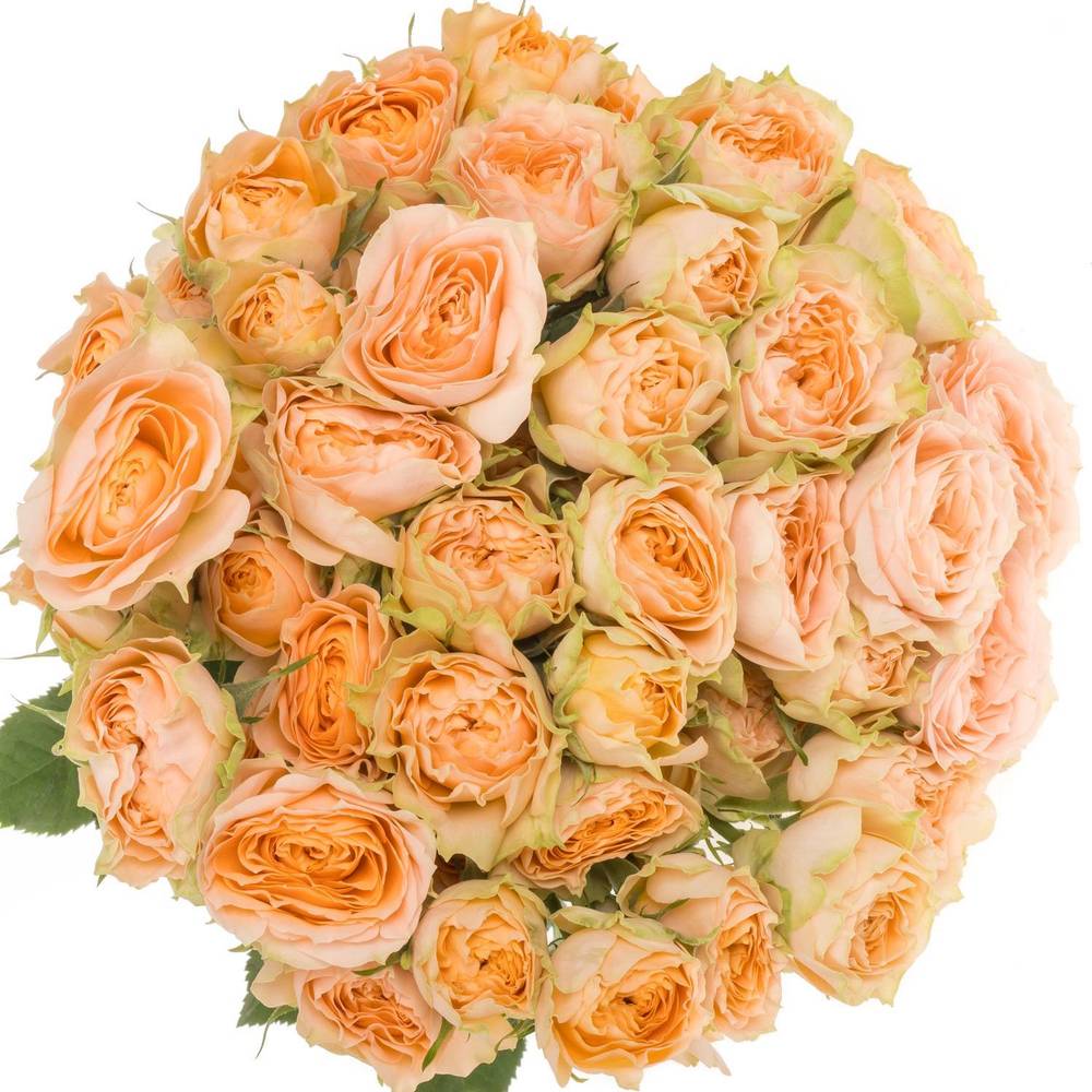 Rose verzweigt apricot Holly 5+Blüte 80cm