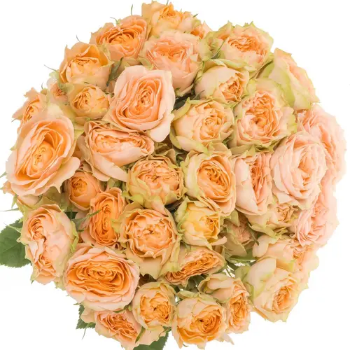 Rose verzweigt apricot Holly 5+Blüte 80cm