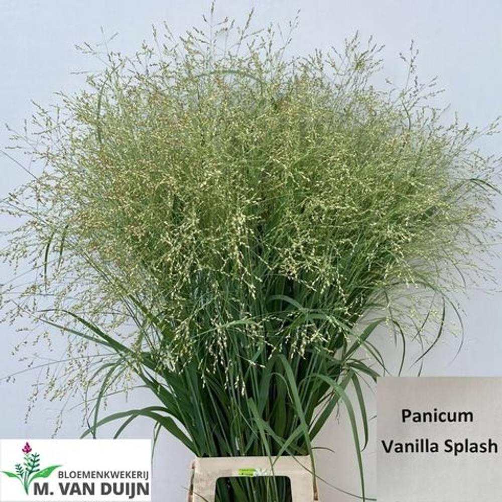 Ziergras hell grün Vanilla Splash 100cm