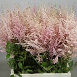 Spirea hell rosa Erika Romantic Pink 70cm