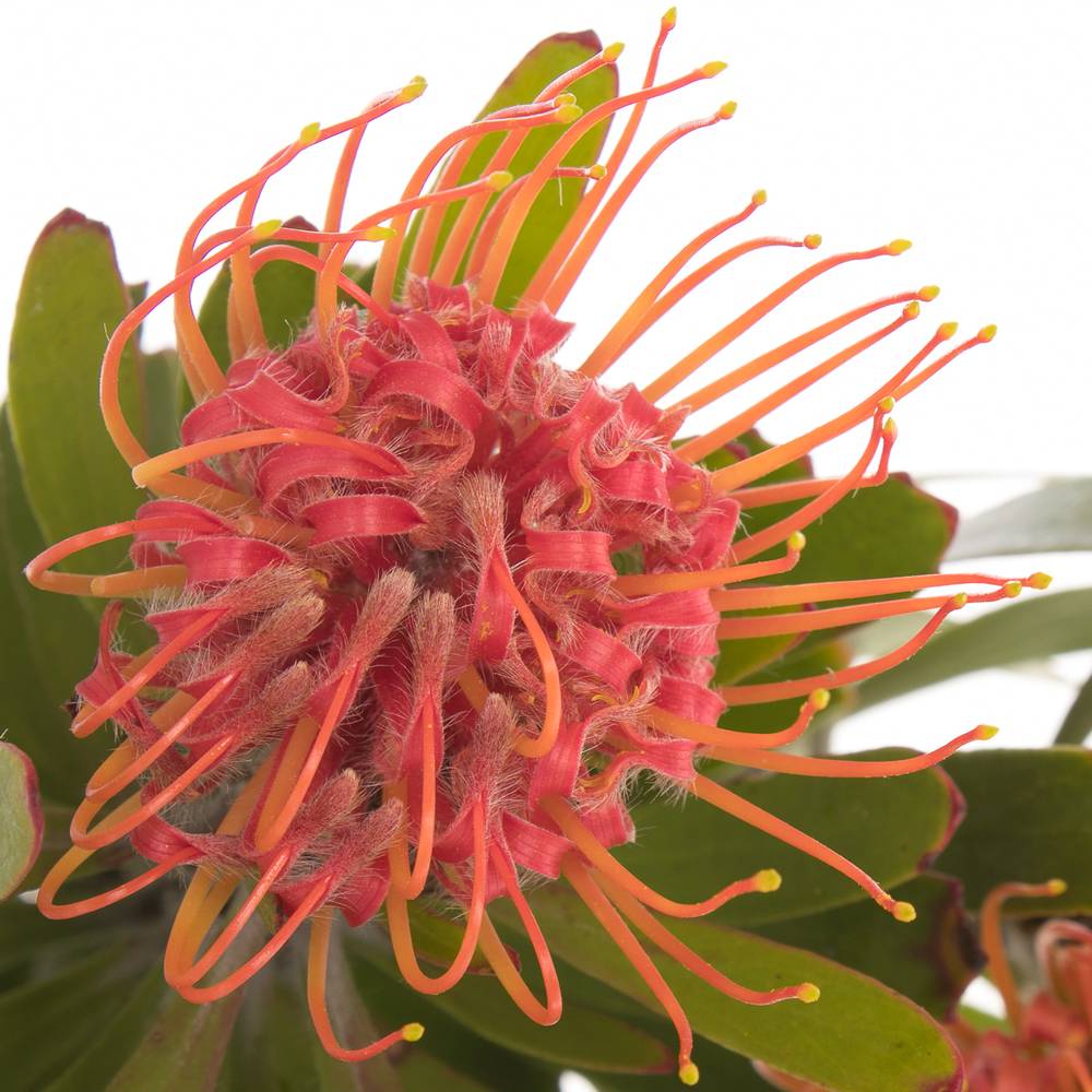 Nutans orange Saxosum 40cm