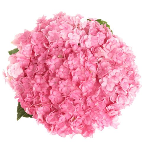 Hortensie rosa gefüllt Luxor 50cm