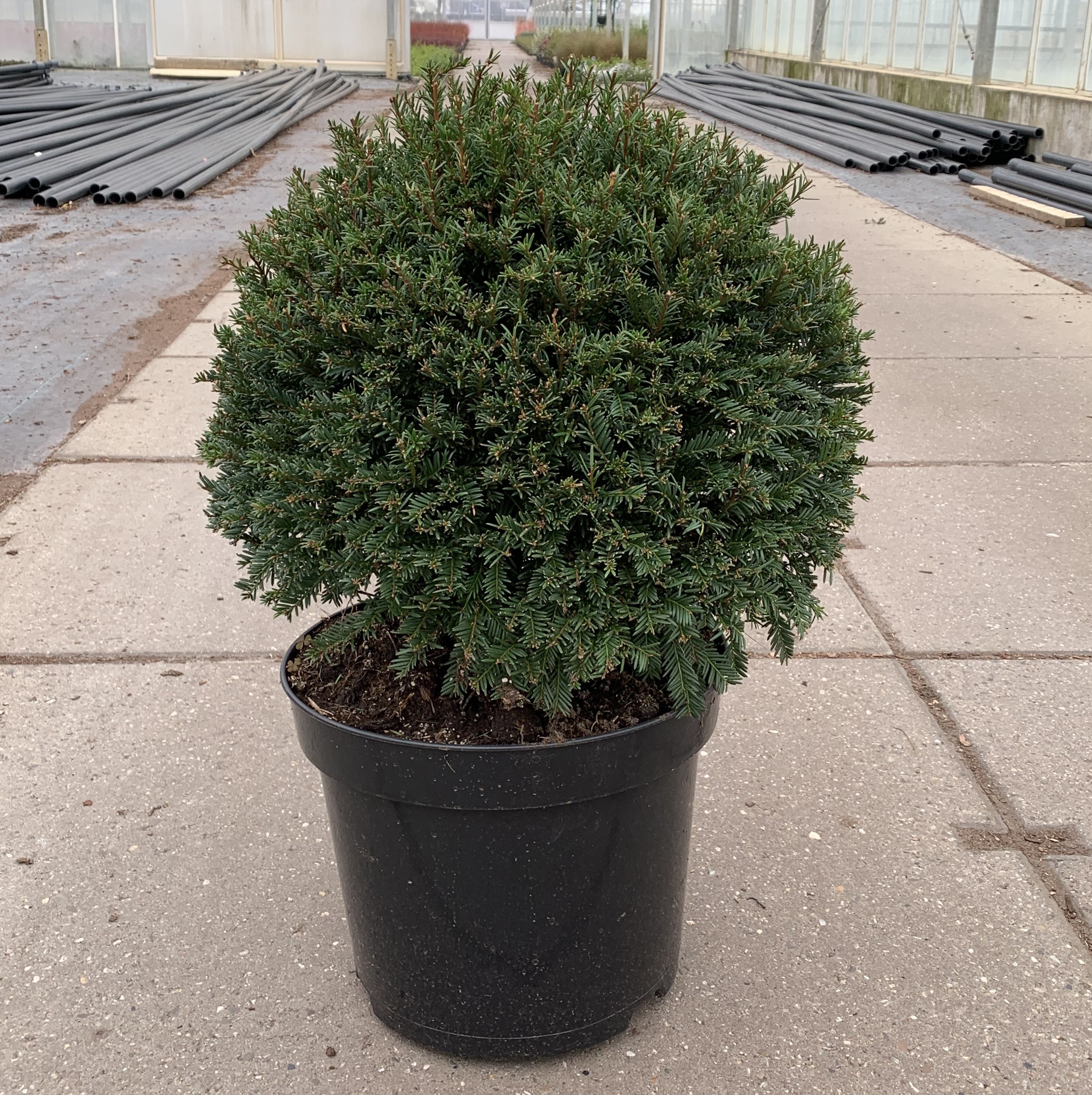 Taxus Baccata Kugel T32 H45 (Koniferen) | Heyl - Blumengrohandel /  Floristikgrohandel