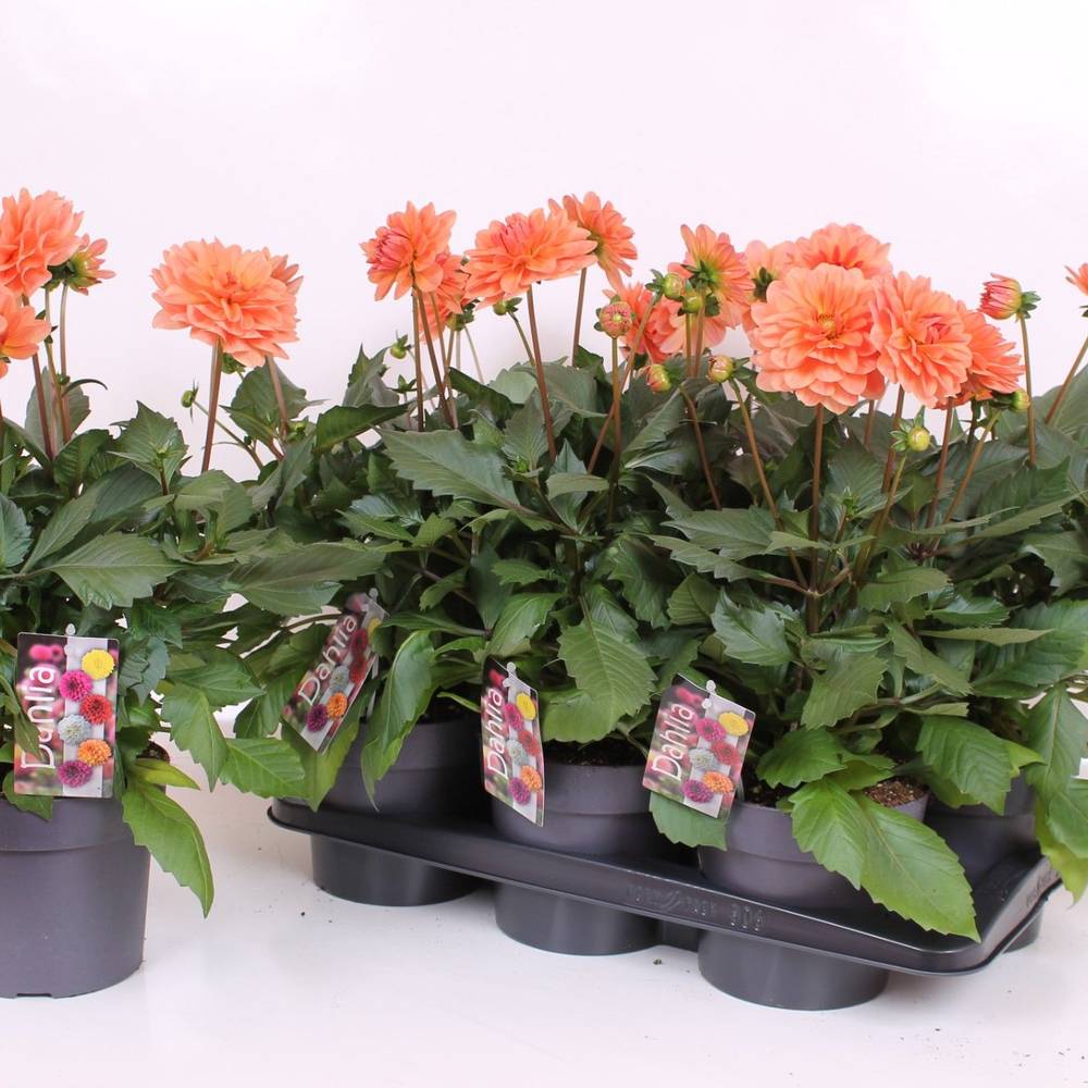 Dahlia  Salmon T17 H040