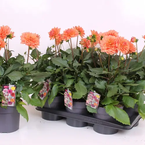 Dahlia  Salmon T17 H040
