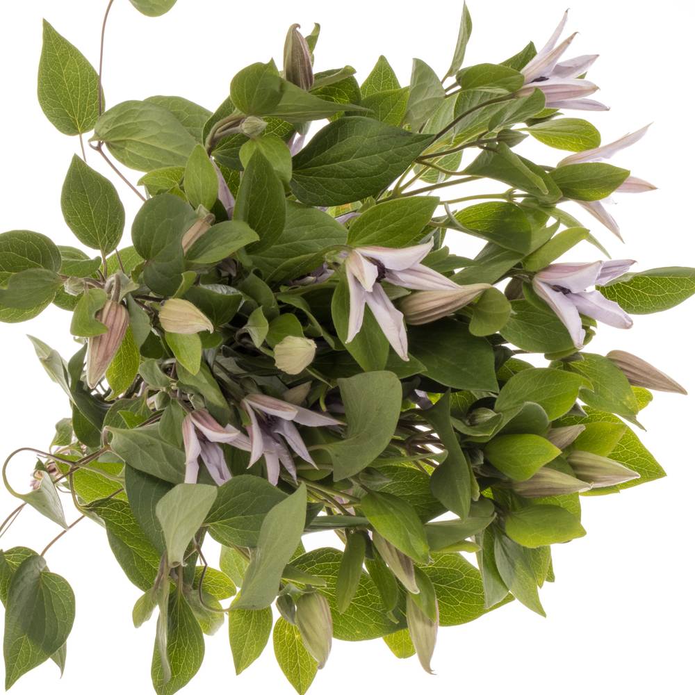 Clematis milka Miami 70cm