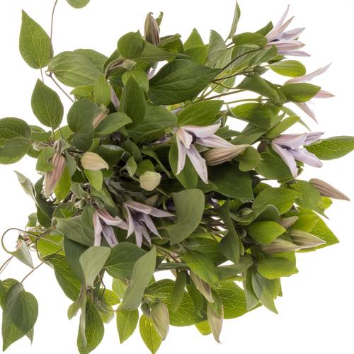 Clematis milka Miami 70cm