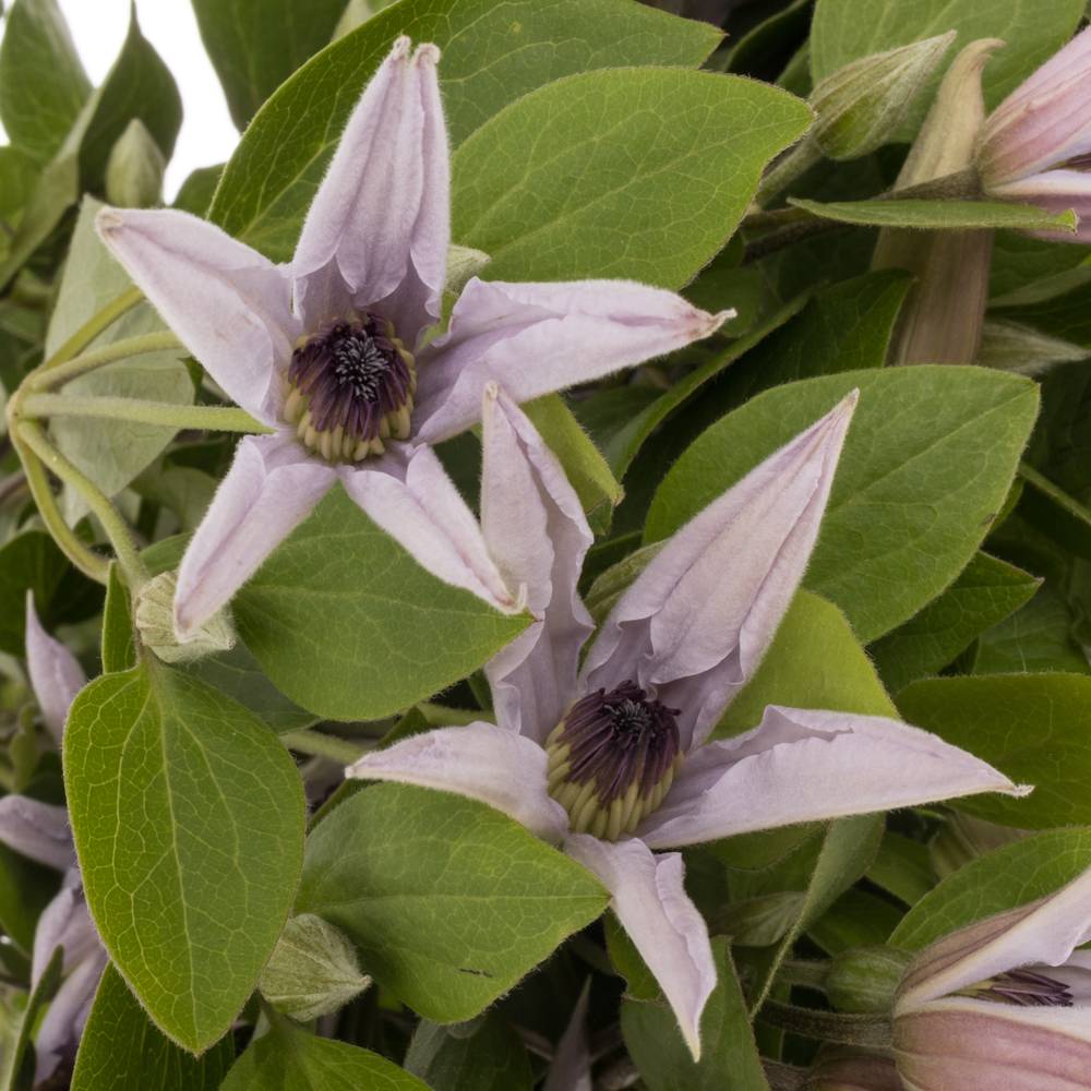 Clematis milka Miami 70cm