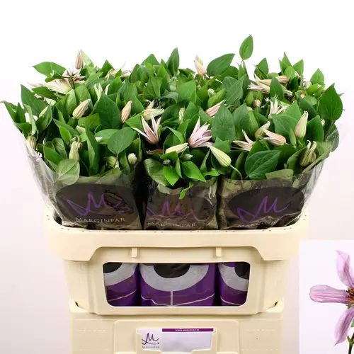 Clematis milka Amazing Miami 70cm